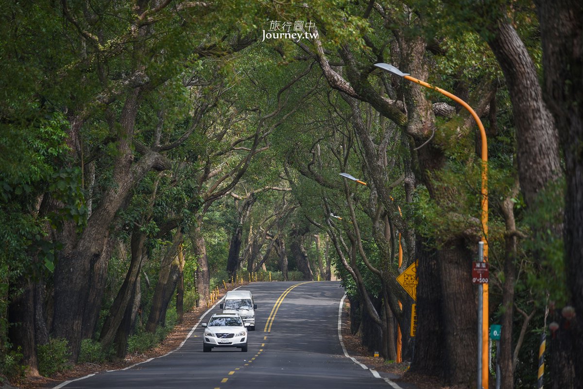集集綠色隧道樟樹林蔭道路