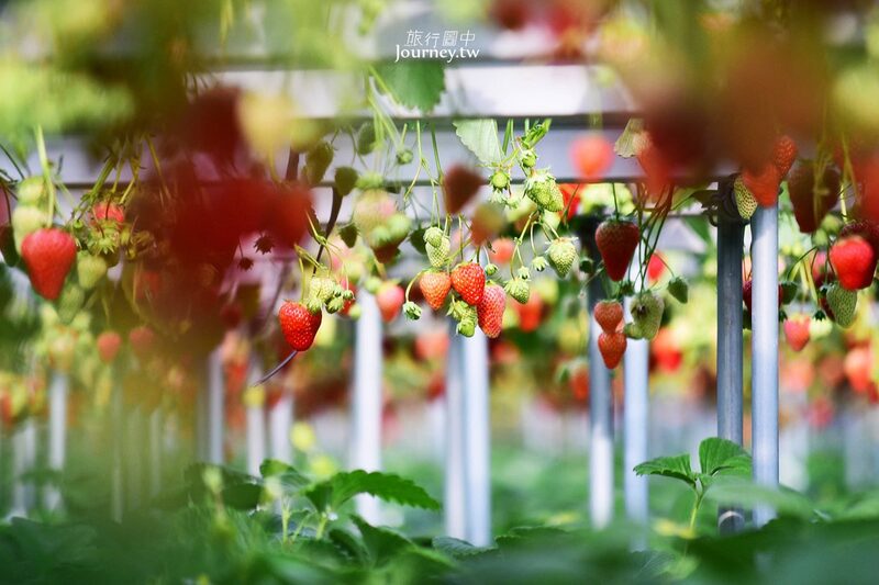苗栗大湖草莓園紅熟草莓觀光採果